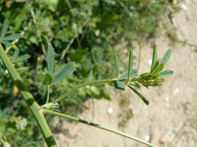 Image of Medicago &times; varia specimen.