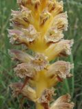 Orobanche minor