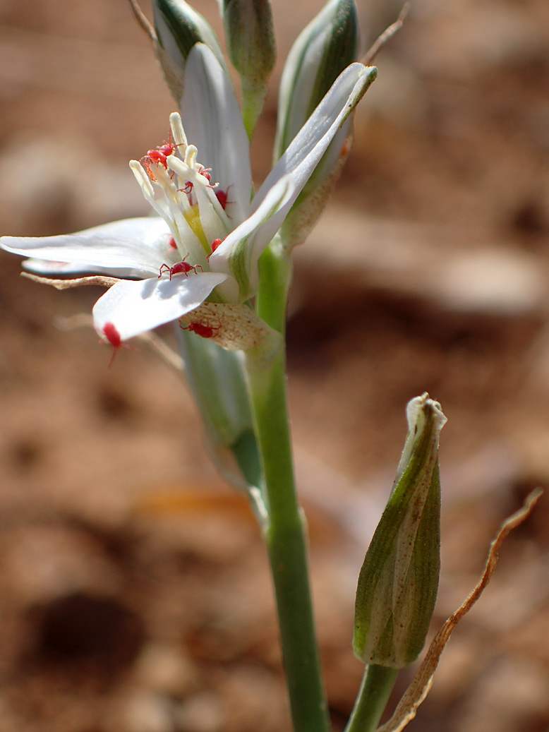 Image of Ornithogalum comosum specimen.