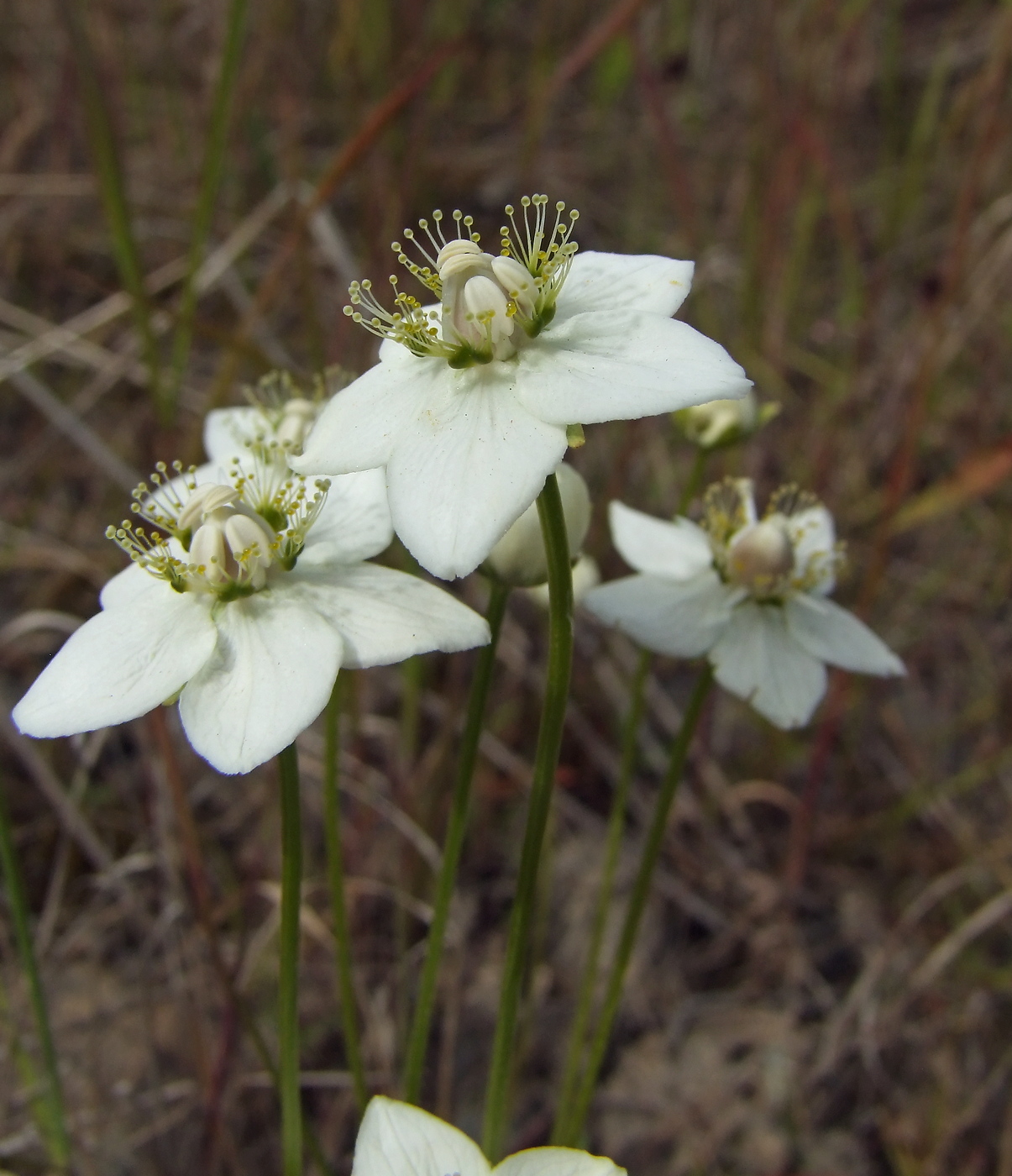 Изображение особи Parnassia palustris.