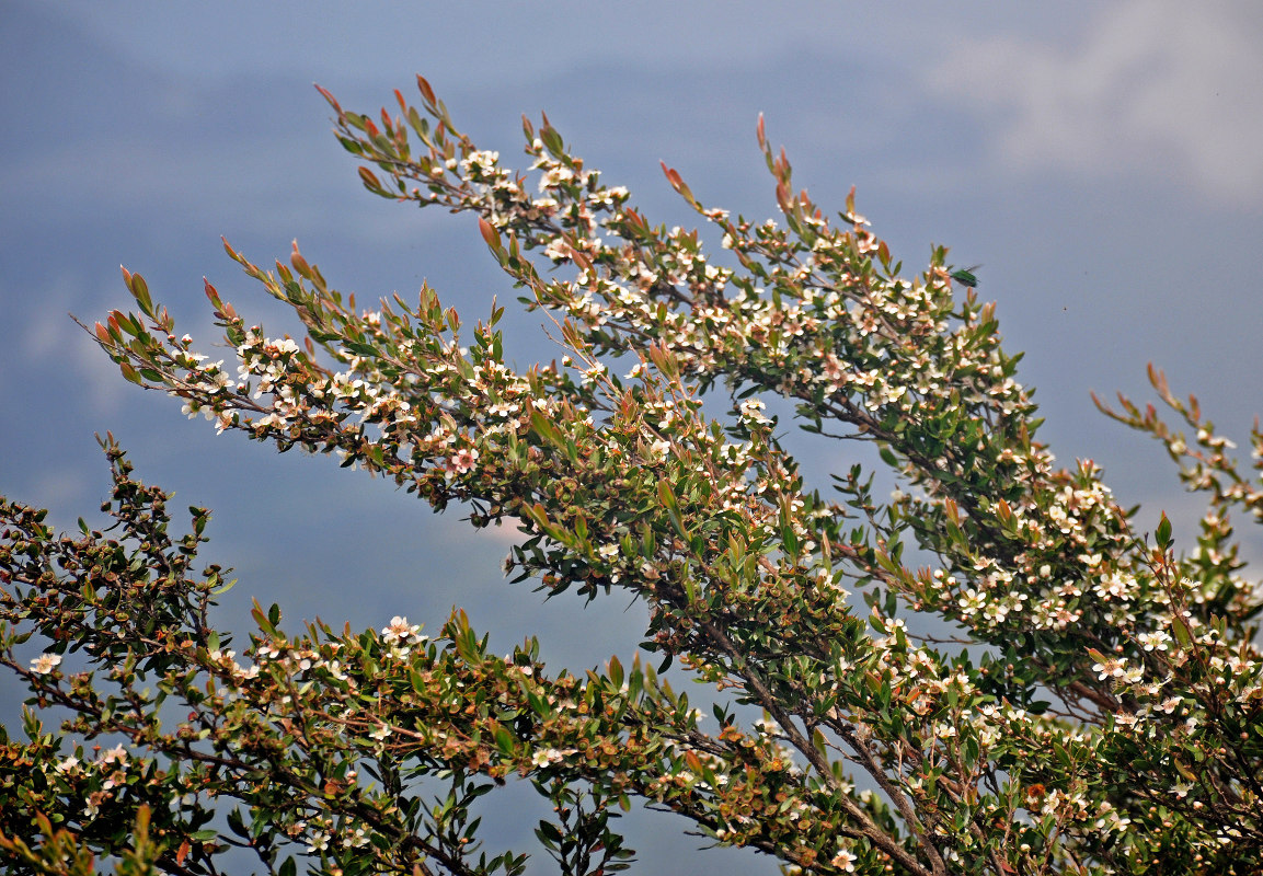 Image of Leptospermum polygalifolium specimen.