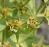 Euphorbia terracina. Часть соцветия с завязями. Республика Кипр, окр. г. Лимасол (Λεμεσός), пляж. 01.04.2019.