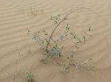 Смотреть изображение Acanthophyllum korolkowii