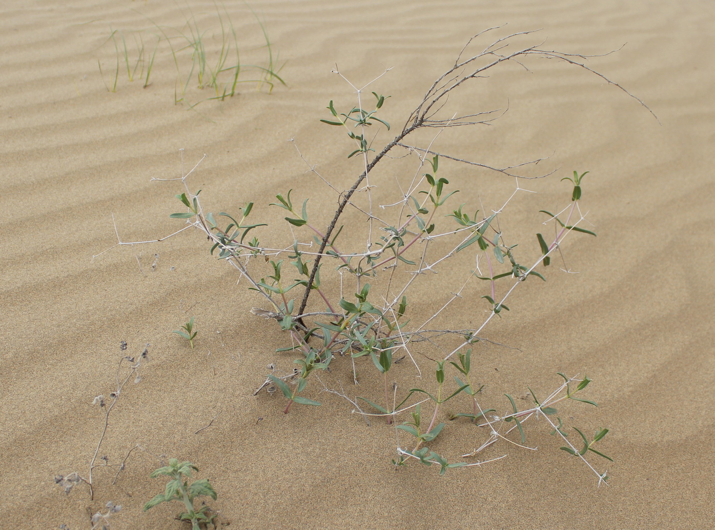 Image of Acanthophyllum korolkowii specimen.