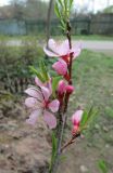 Amygdalus nana. Верхушка ветви с цветками и бутонами. Московская обл., Щёлковский р-н, в культуре. 27.04.2019.