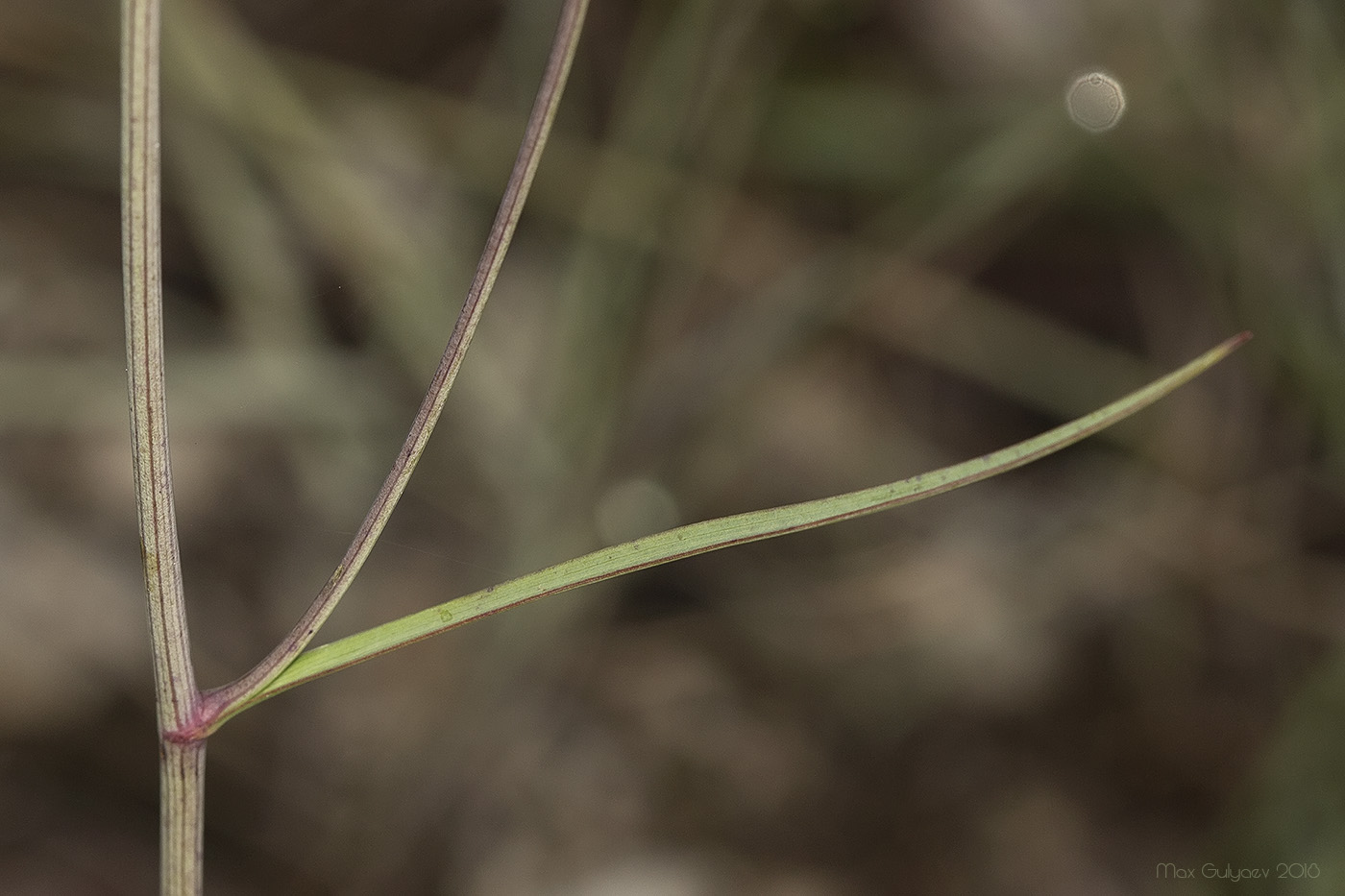 Image of genus Bupleurum specimen.