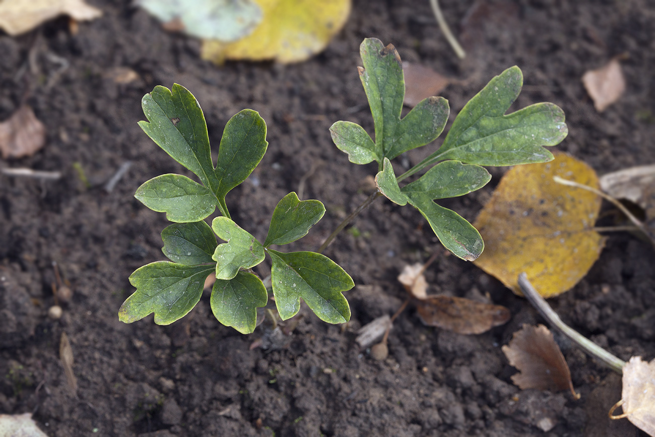 Image of Paeonia suffruticosa specimen.