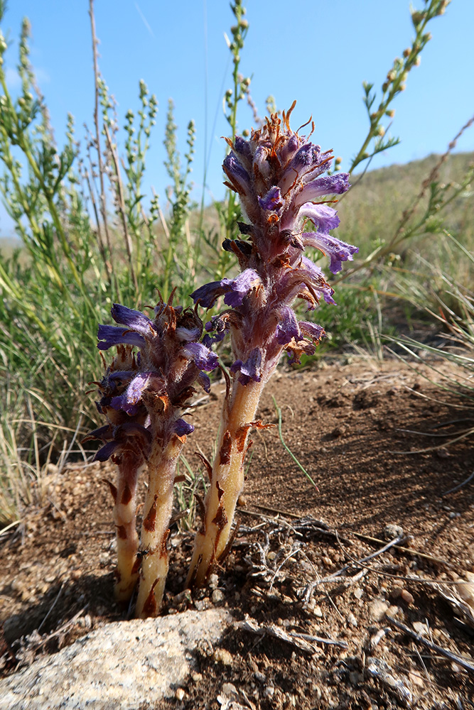 Изображение особи Orobanche coerulescens.