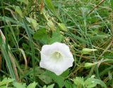 Calystegia inflata