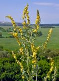 Verbascum lychnitis. Верхушка побега с соцветием. Воронежская обл., Лискинский р-н, музей-заповедник \"Дивногорье\", край мелового плато, степной склон. 01.06.2019.