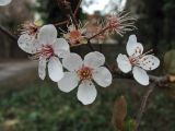 Prunus cerasifera. Соцветие. Нидерланды, провинция Гронинген. Гронинген, в озеленении. 17 марта 2007 г.