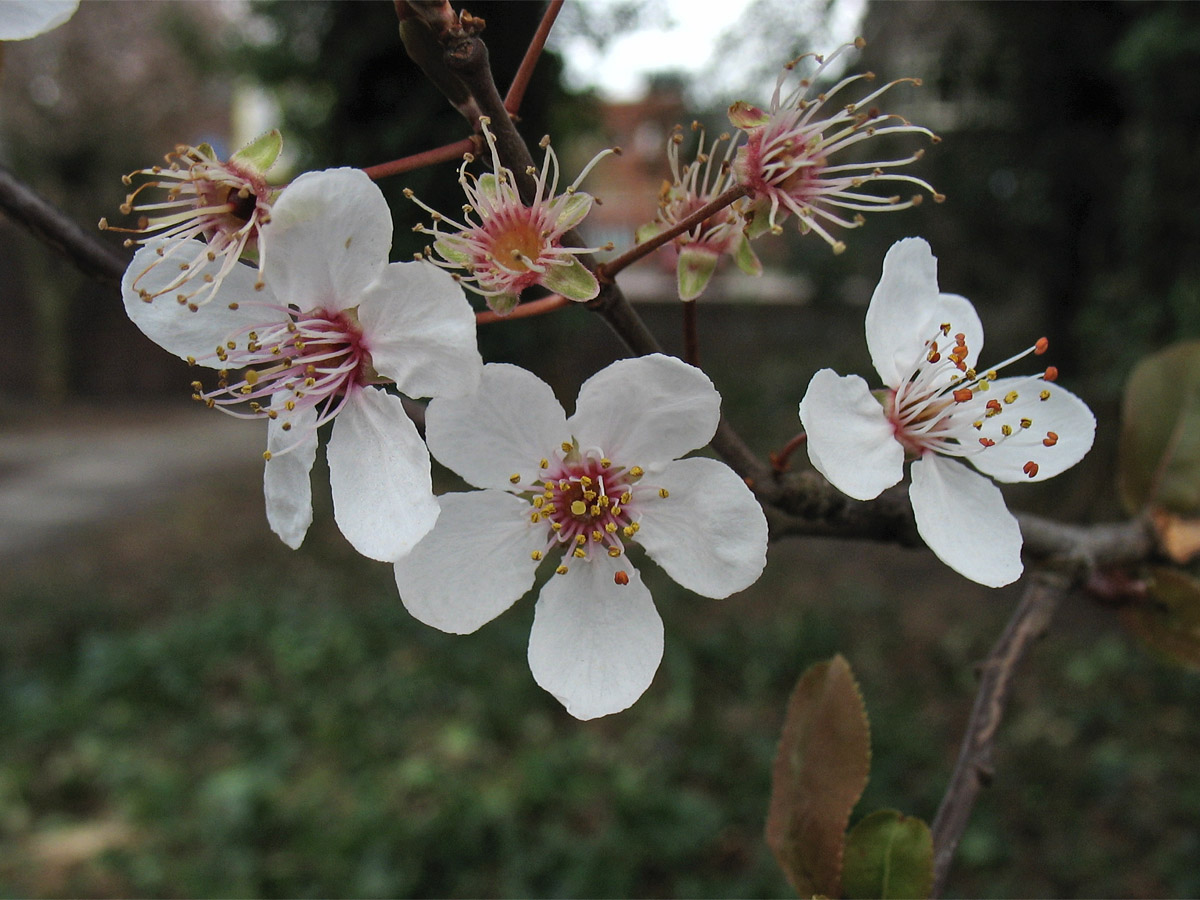 Image of Prunus cerasifera specimen.