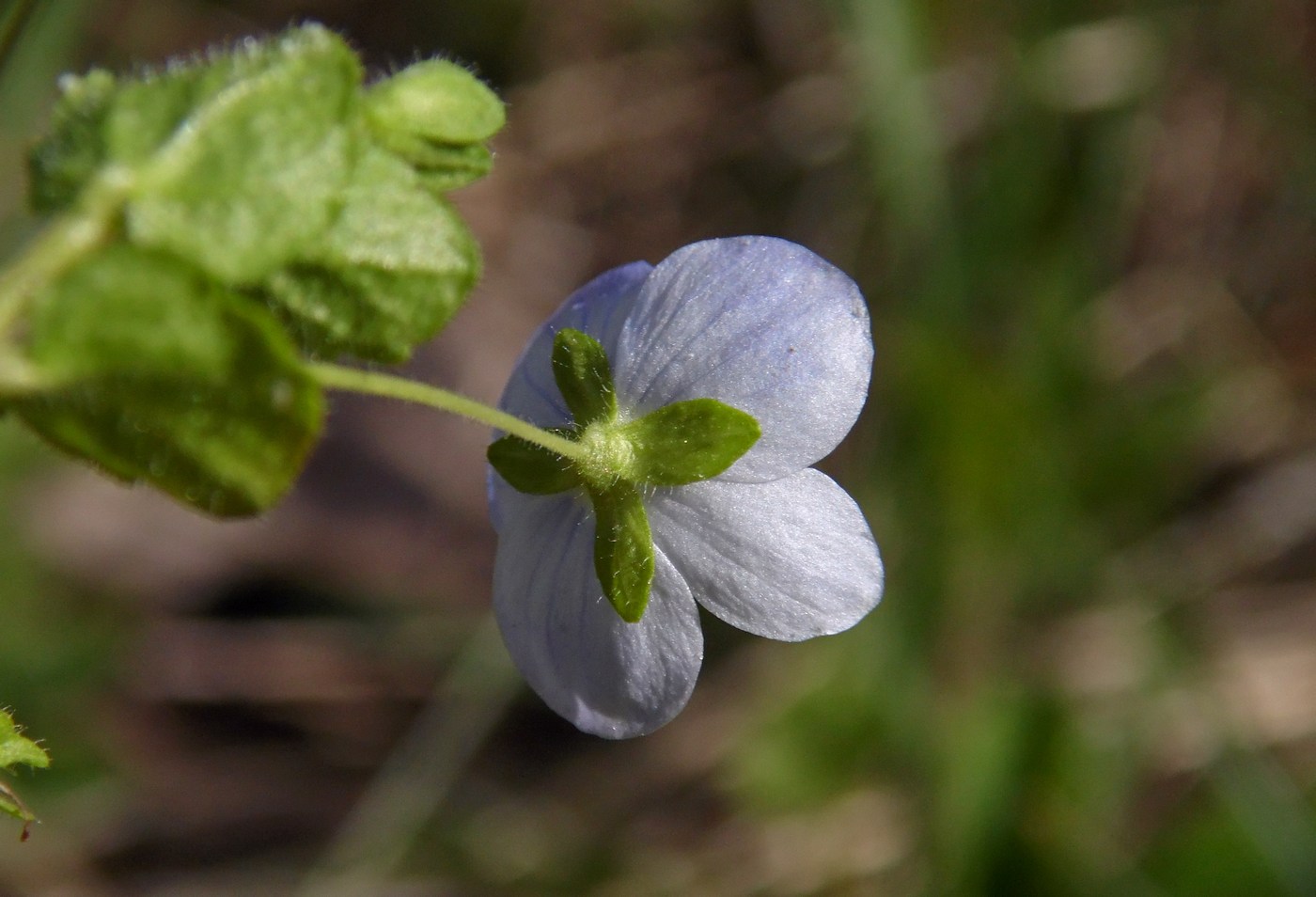 Изображение особи Veronica filiformis.