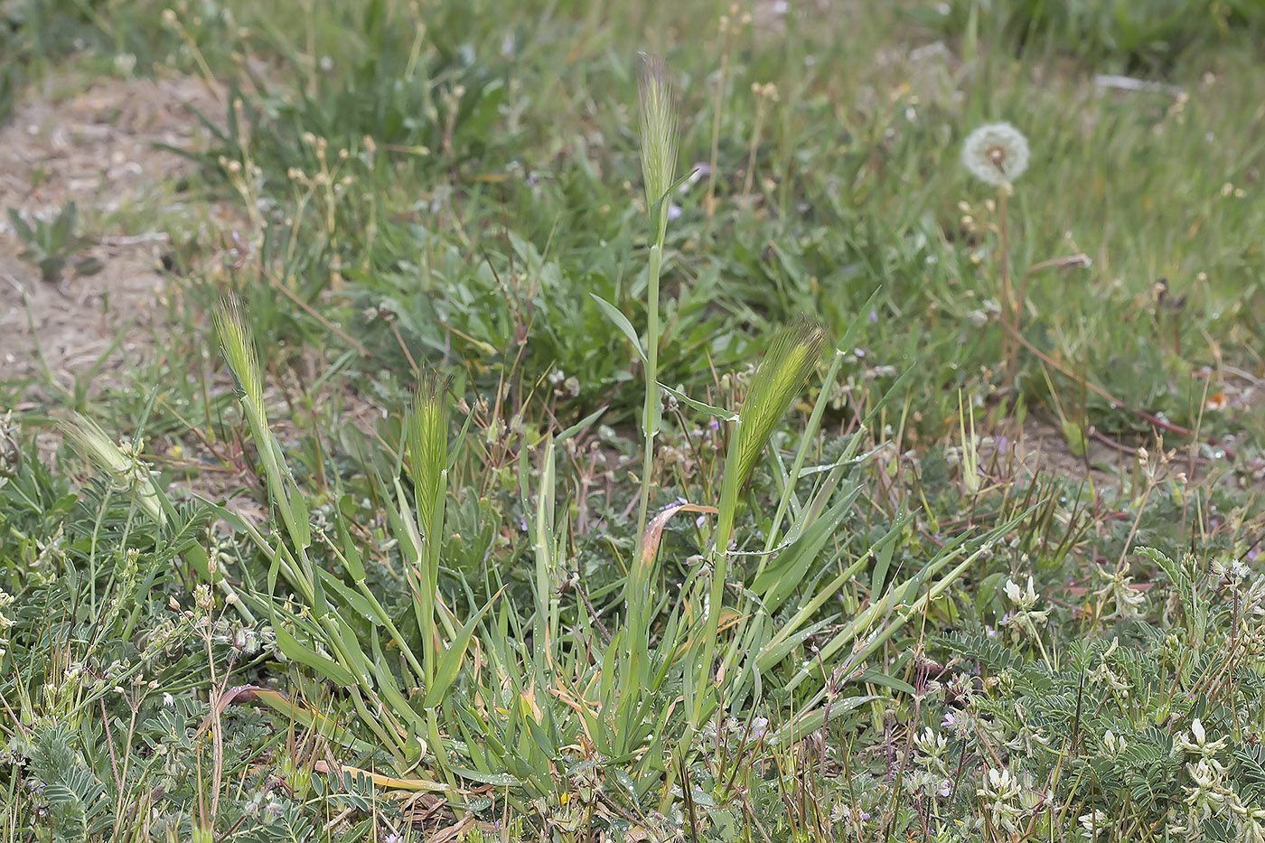 Image of genus Hordeum specimen.