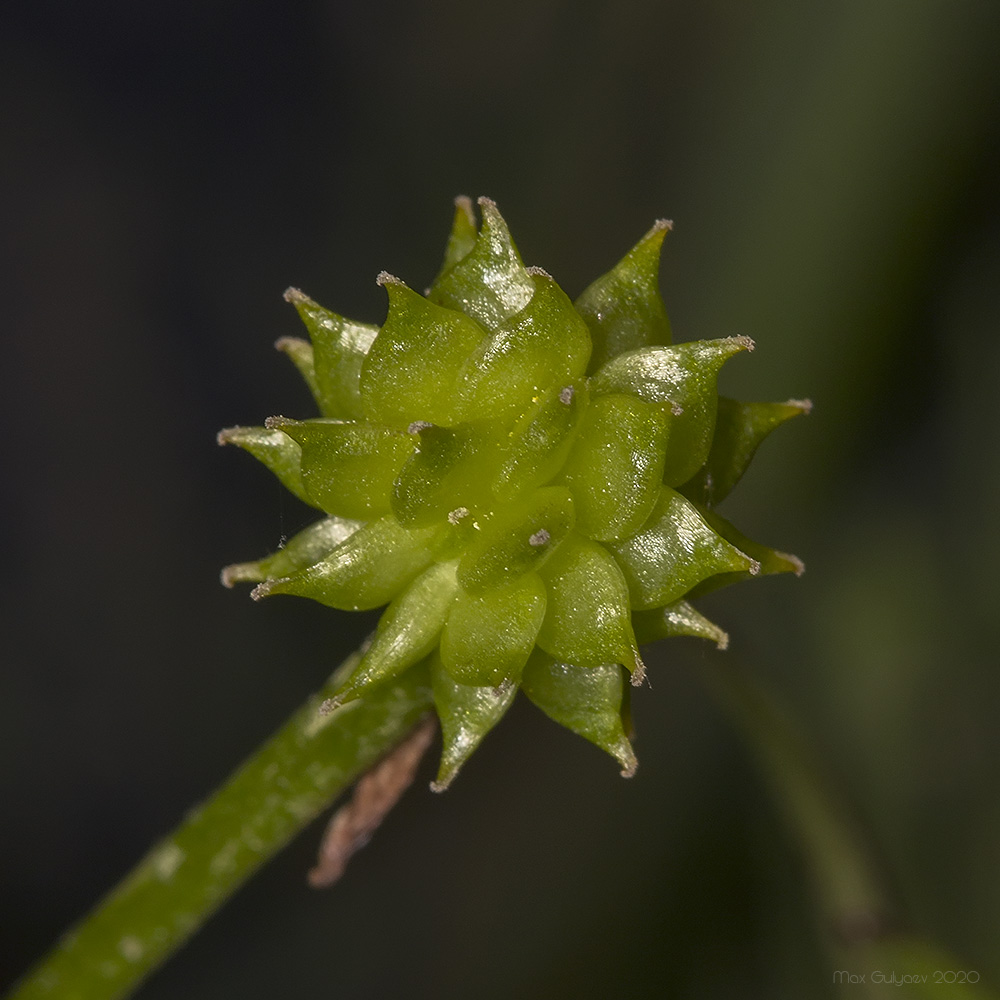 Image of Ranunculus repens specimen.