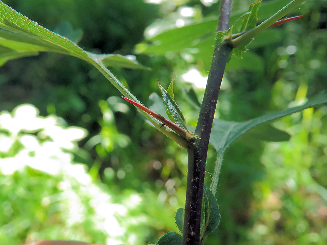 Image of Crataegus ambigua specimen.