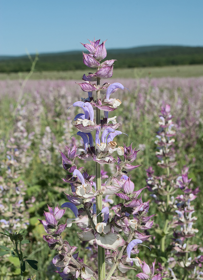 Изображение особи Salvia sclarea.