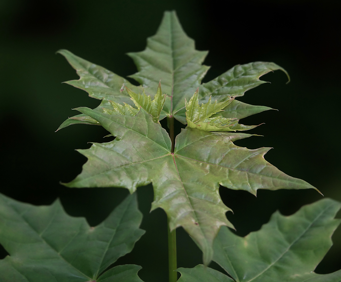 Image of Acer platanoides specimen.