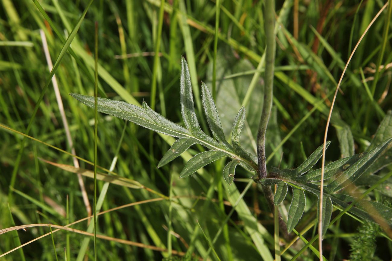 Image of Knautia arvensis specimen.