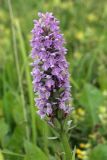 Dactylorhiza baltica. Соцветие. Белоруссия, Витебская обл., окр. пос. Езерище, суходольный луг. 17.06.2010.