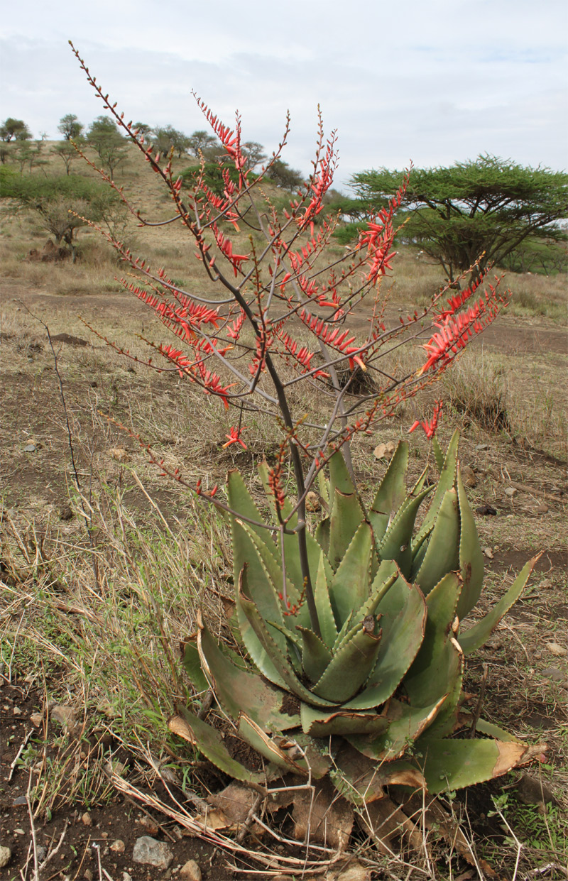 Изображение особи Aloe secundiflora.