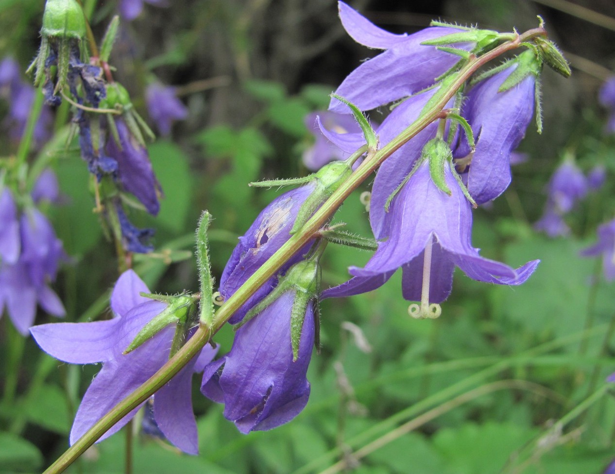 Image of Campanula sarmatica specimen.