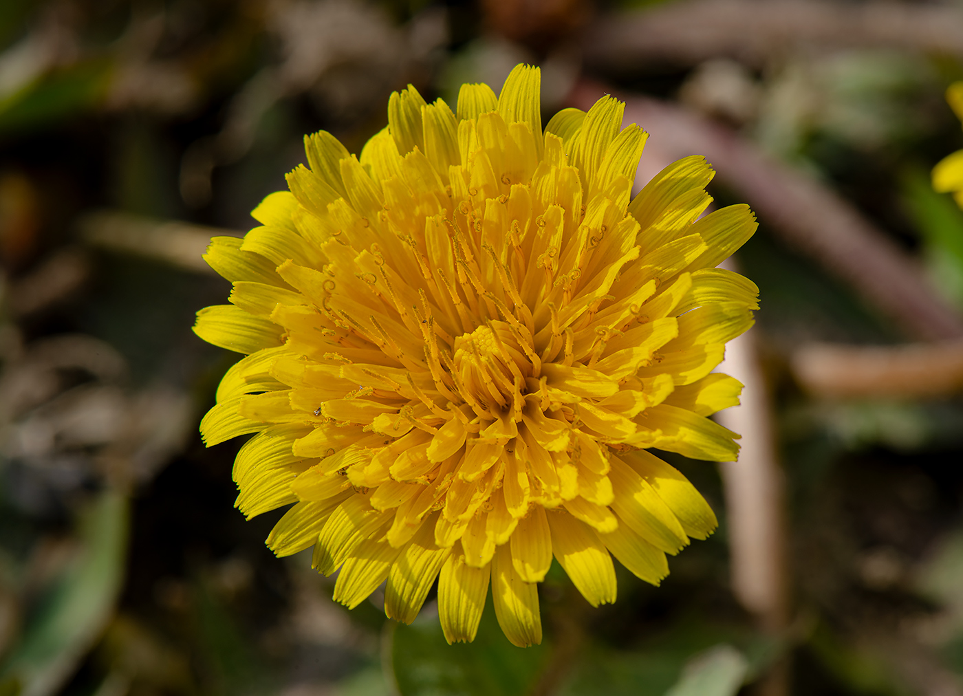 Image of genus Taraxacum specimen.