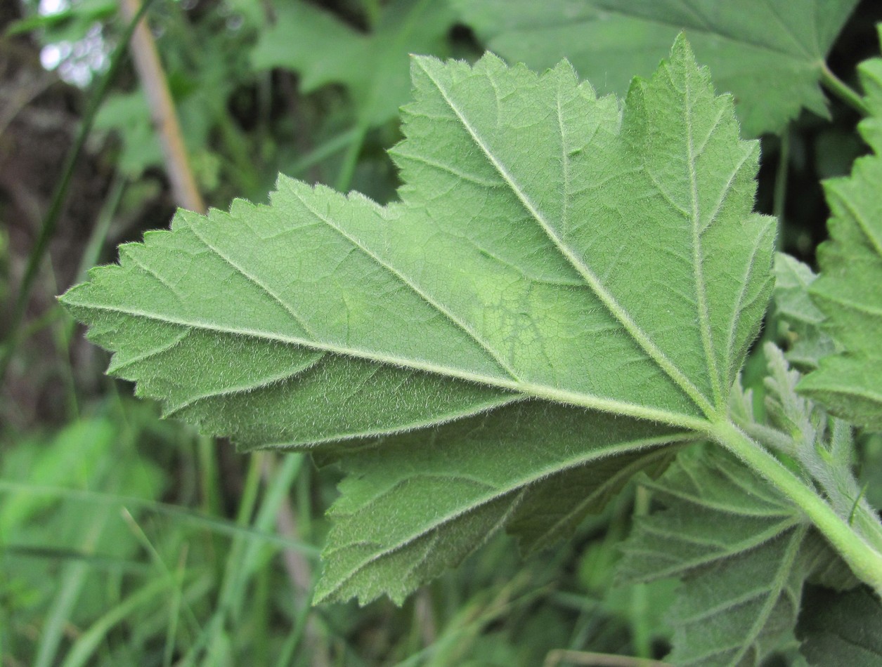 Изображение особи Althaea armeniaca.