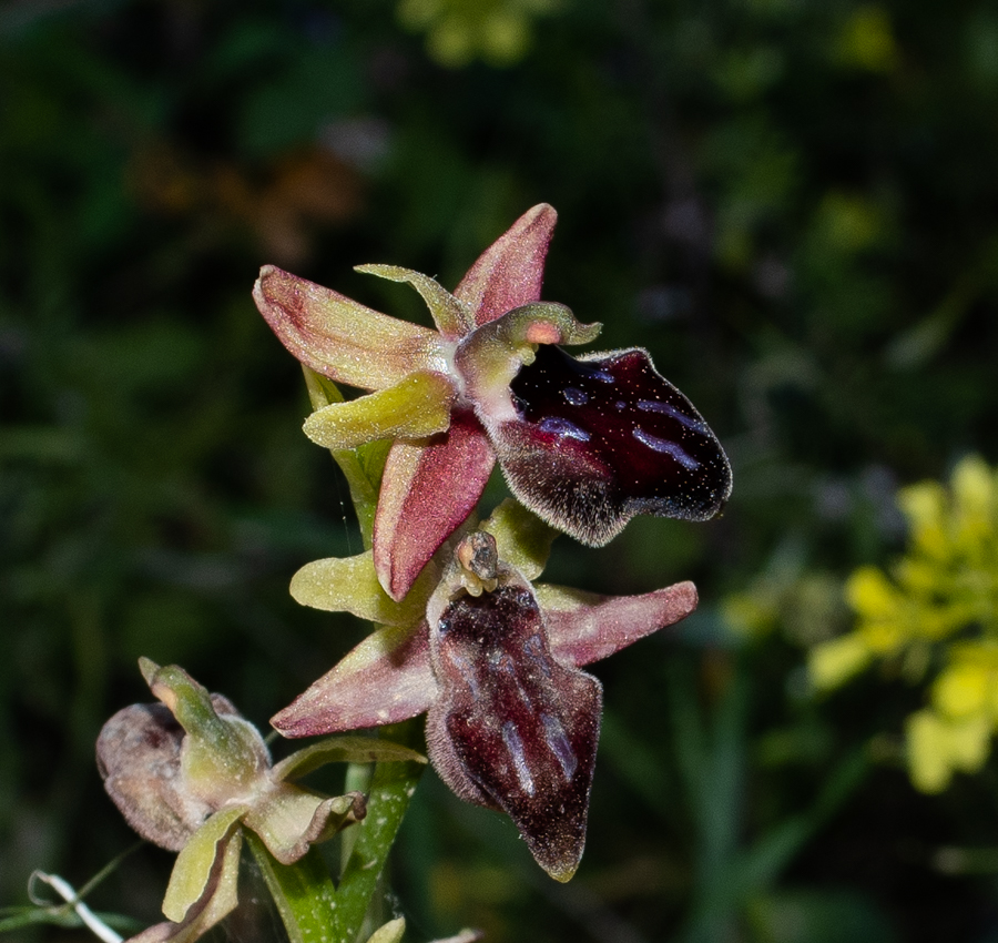 Изображение особи Ophrys mammosa.