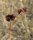 Juncus articulatus