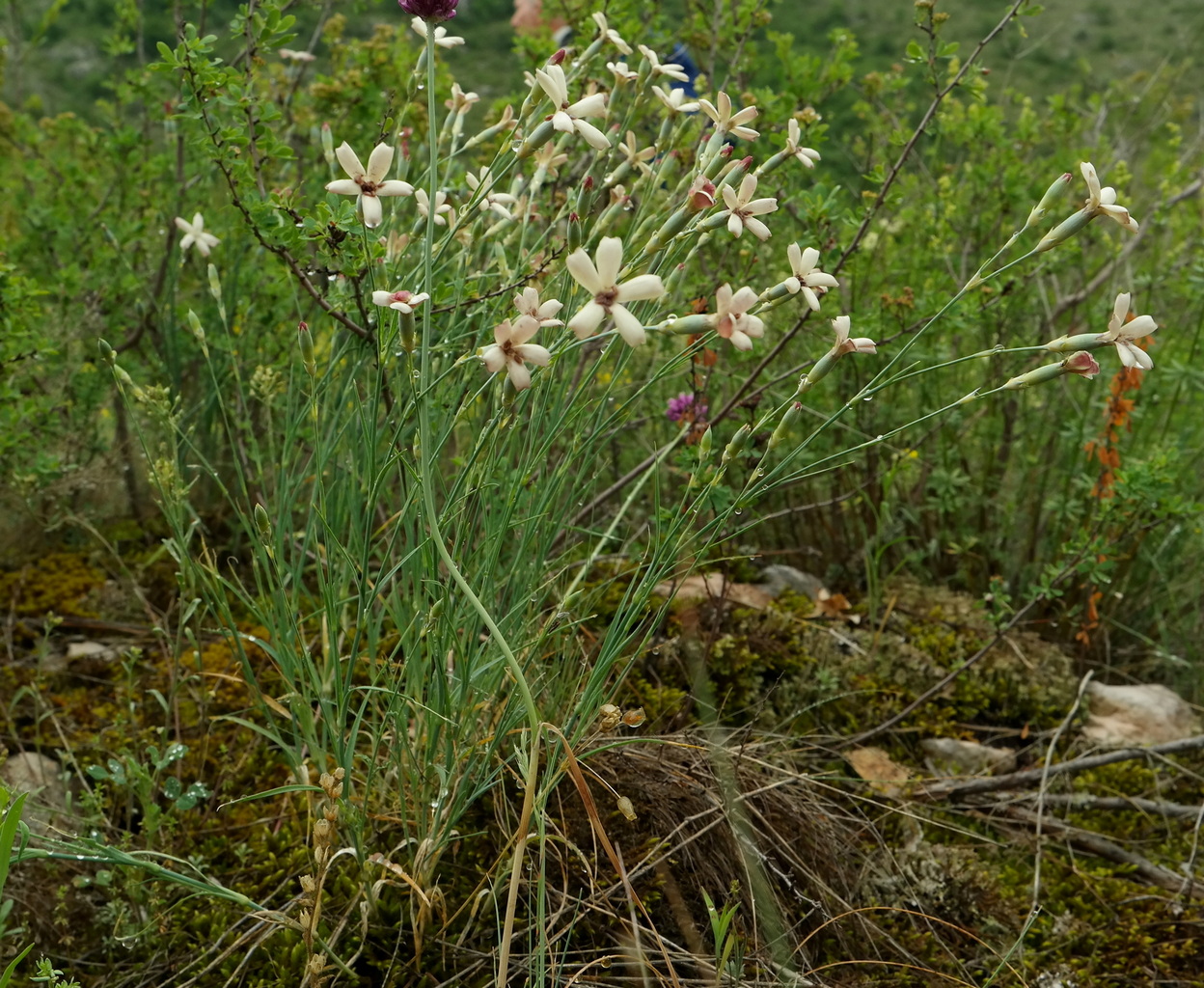 Изображение особи Dianthus marschallii.