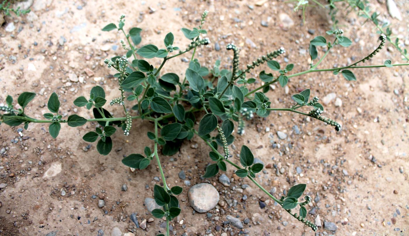 Image of Heliotropium ellipticum specimen.