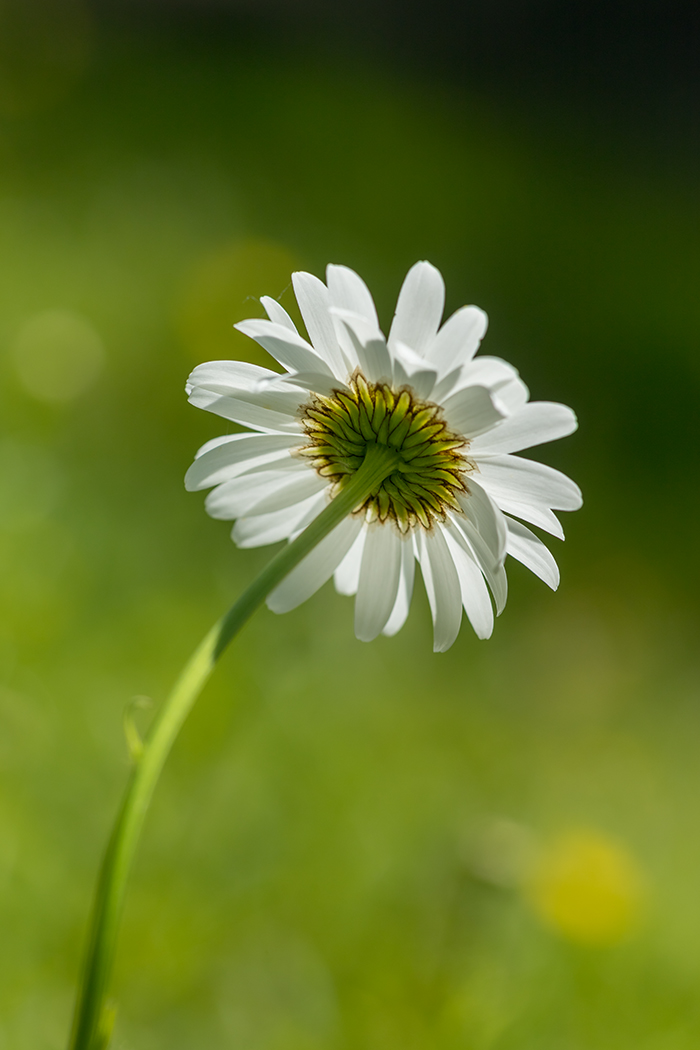 Image of Leucanthemum vulgare specimen.