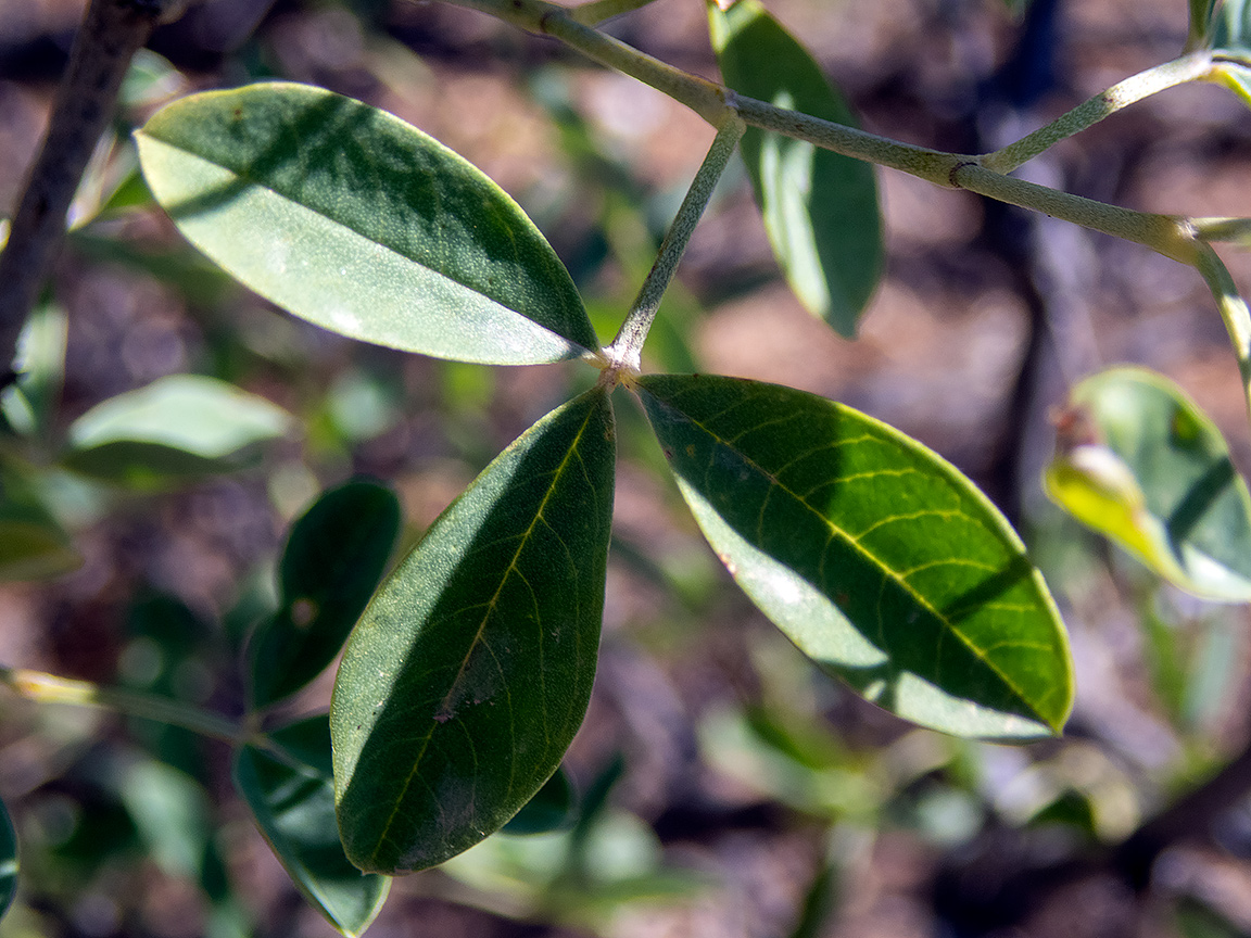 Изображение особи Anagyris foetida.