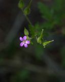 Geranium robertianum. Цветок и плоды. Израиль, лес Бен-Шемен. 20.04.2019.