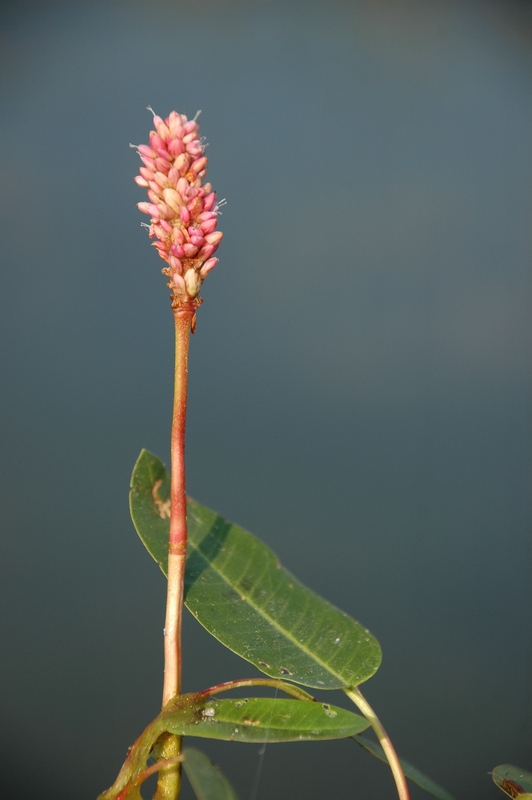 Image of Persicaria amphibia specimen.