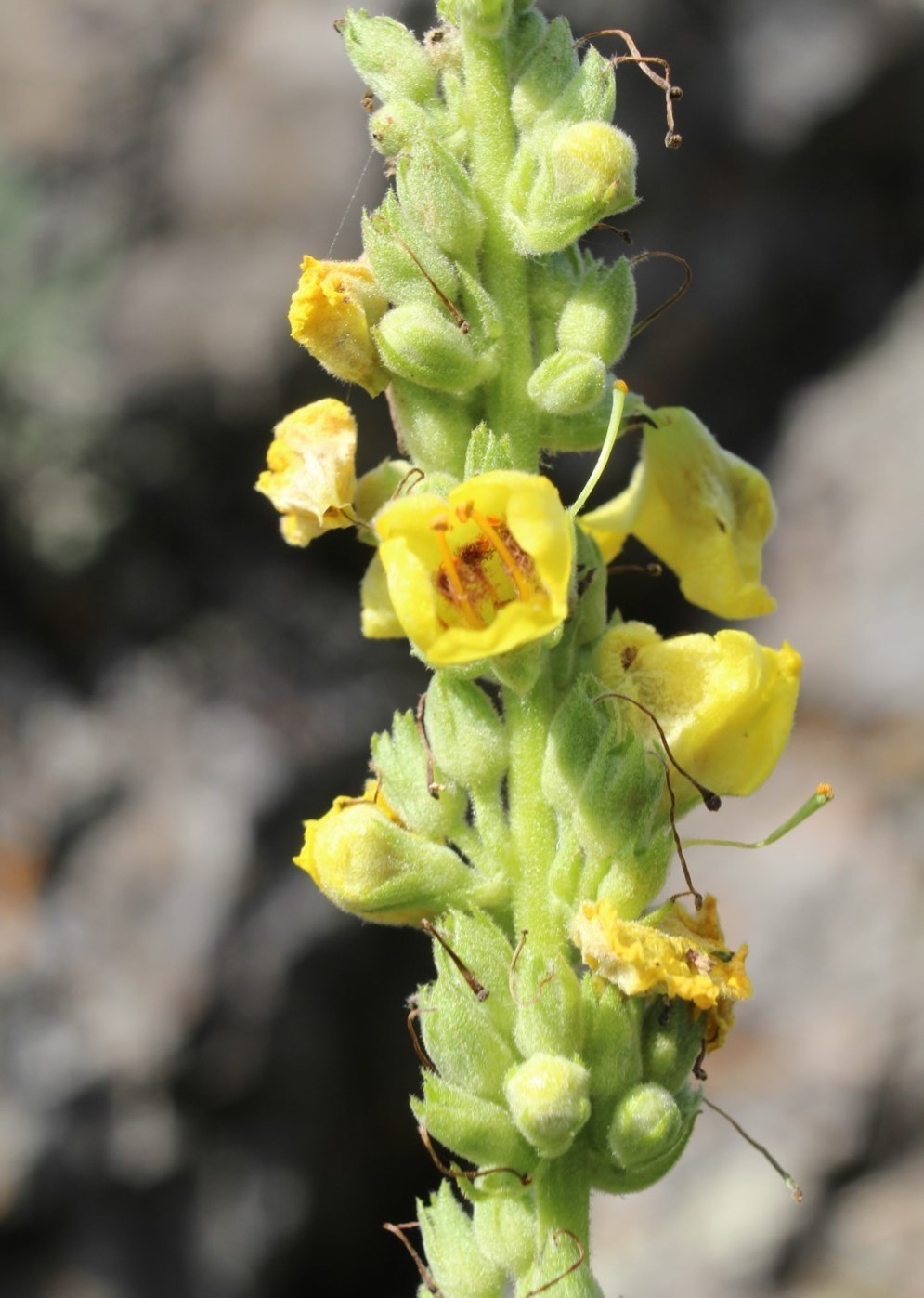 Image of Verbascum marschallianum specimen.