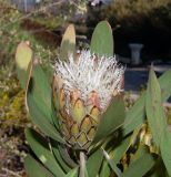 Protea obtusifolia. Соцветие на верхушке побега. Израиль, Иудейские горы, г. Иерусалим, ботанический сад университета. 10.01.2019.