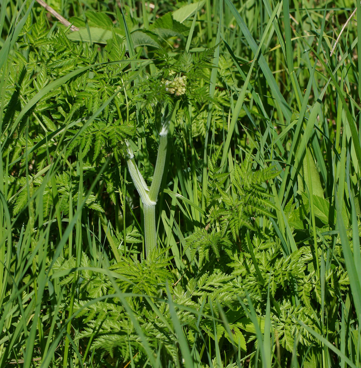 Изображение особи Anthriscus sylvestris.