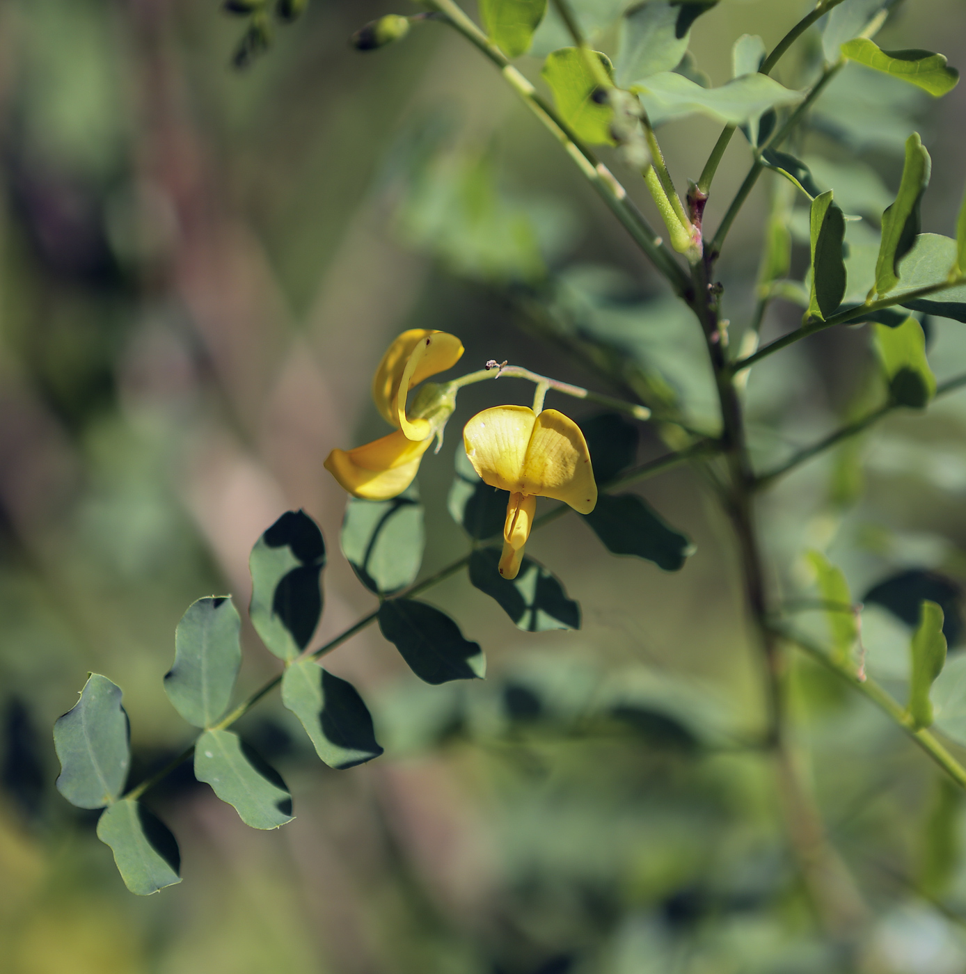 Image of genus Colutea specimen.