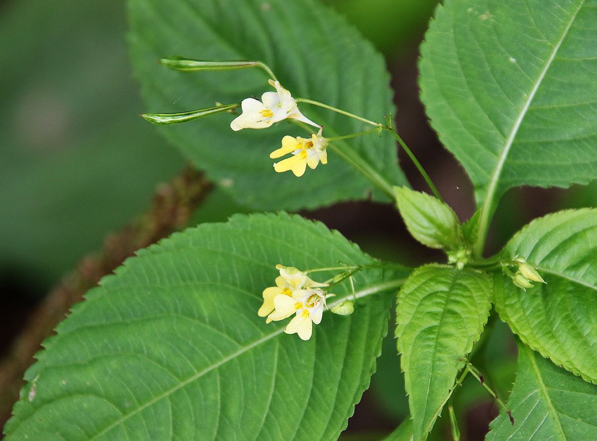 Image of Impatiens parviflora specimen.