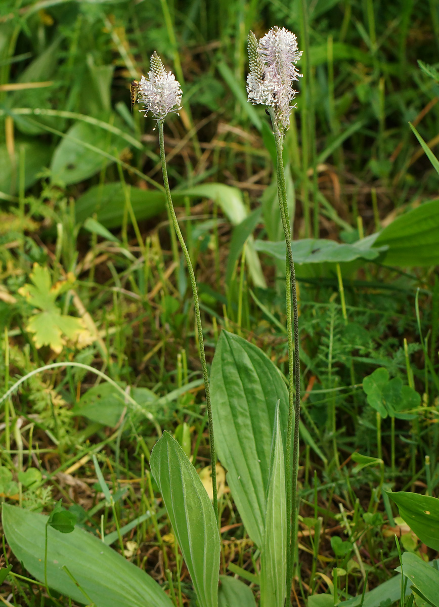 Изображение особи Plantago urvillei.