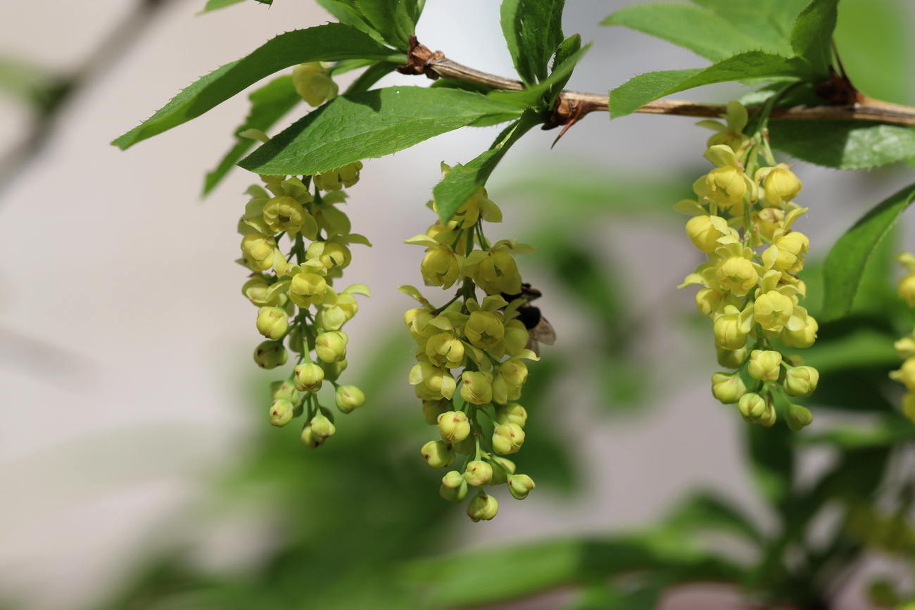 Изображение особи Berberis vulgaris.