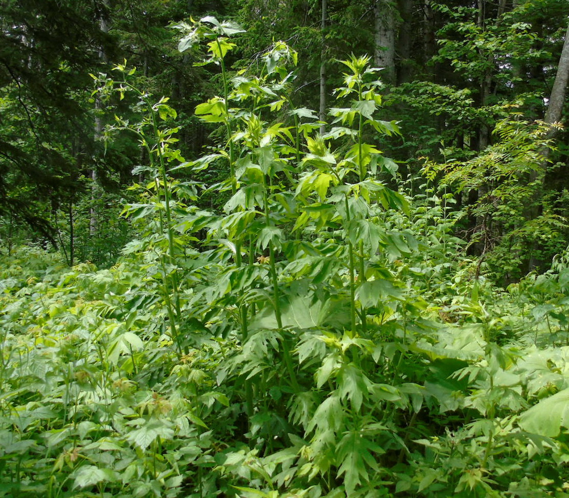 Image of Cirsium kamtschaticum specimen.