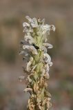 genus Pedicularis. Верхушка соцветия с кормящимся жуком. Алтай, Кош-Агачский р-н, 5 км ЮВ с. Чаган-Узун, долина р. Тыдтуярык, горная полупустыня. 12 июня 2022 г.