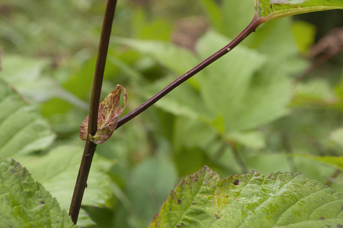 Image of Filipendula camtschatica specimen.