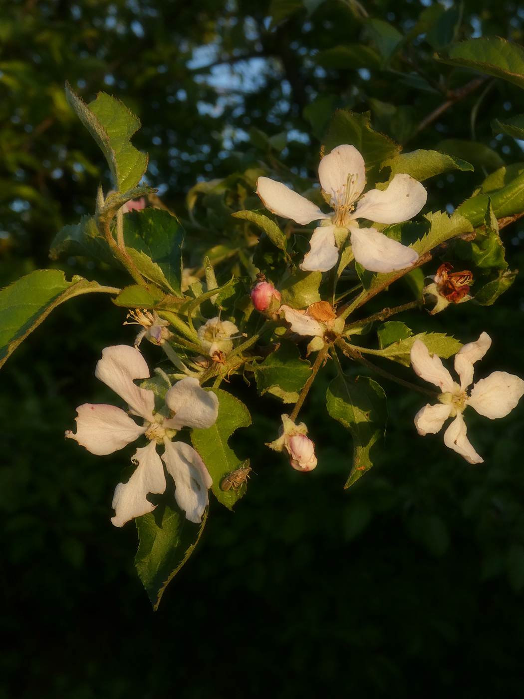 Изображение особи Malus domestica.