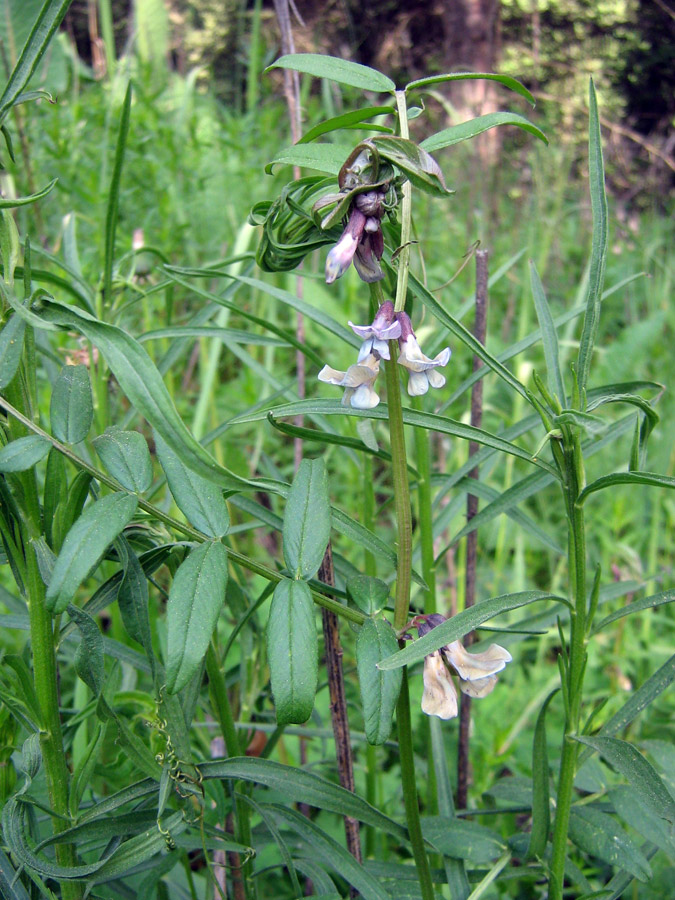 Image of Vicia sepium specimen.