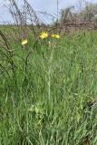 Tragopogon orientalis