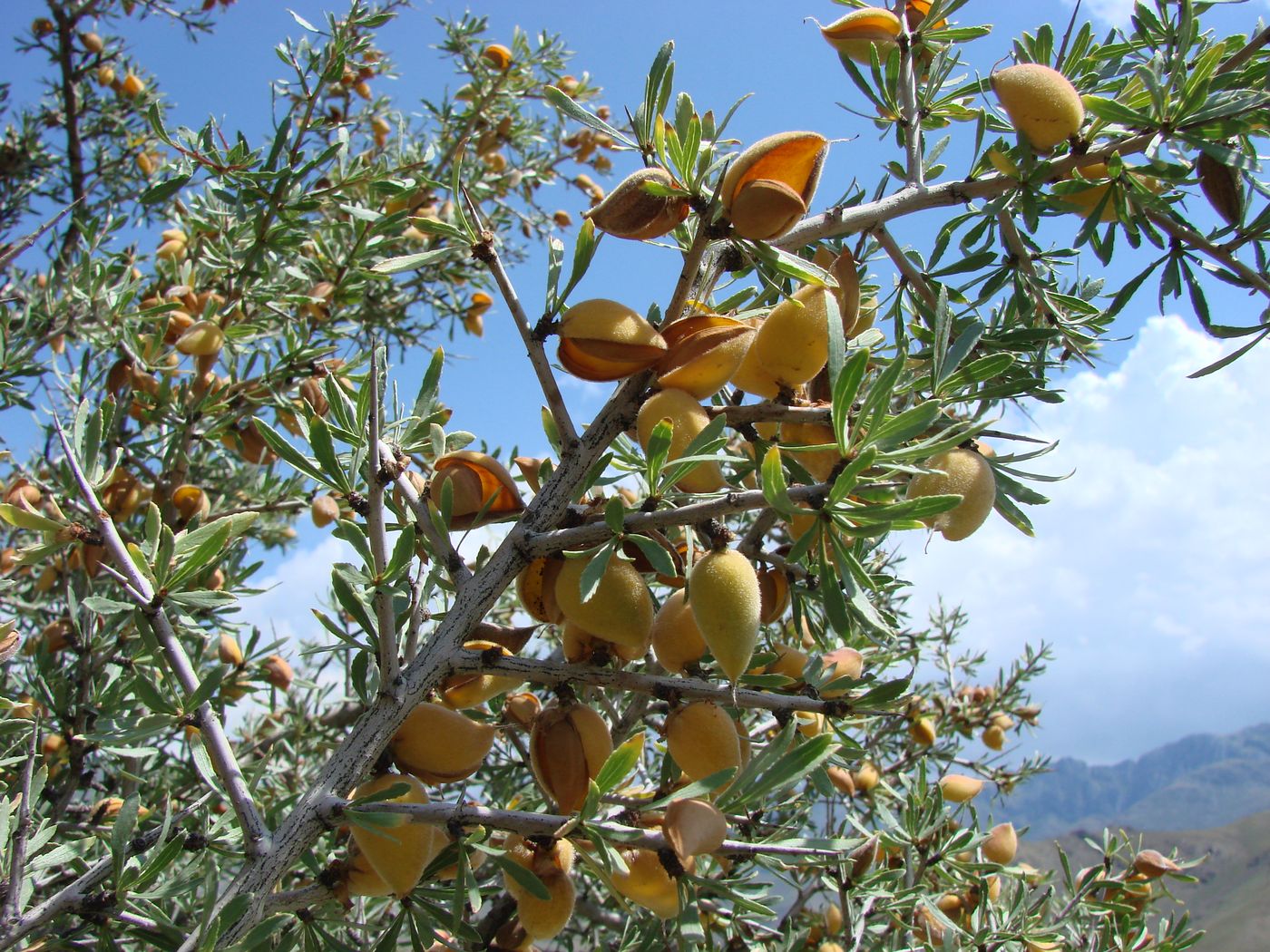 Изображение особи Amygdalus spinosissima.